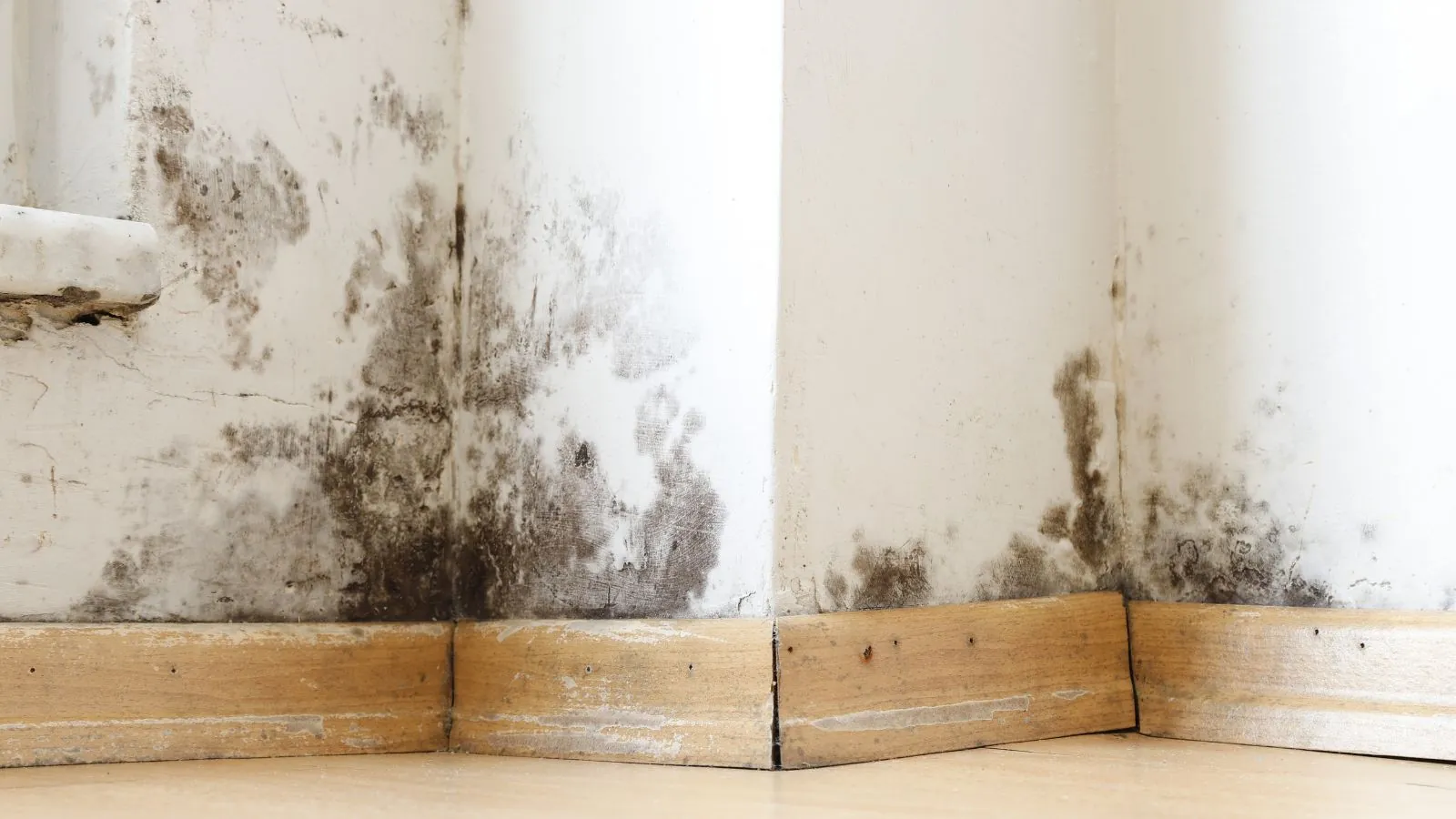 Black mold along the lower wall and baseboard in a room corner
