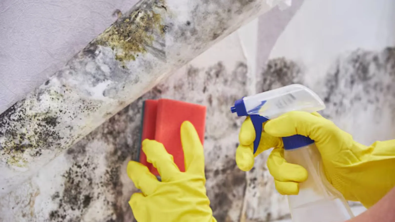 Gloved hand scrubbing mold from a wall with a sponge and spray bottle